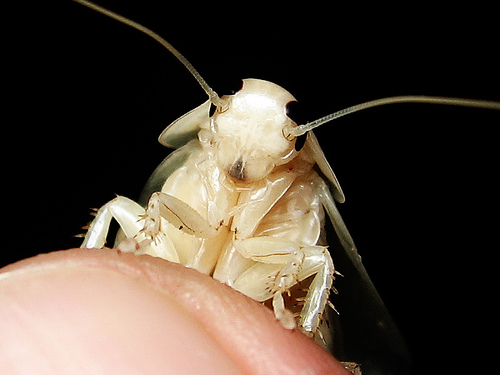 белый таракан фото